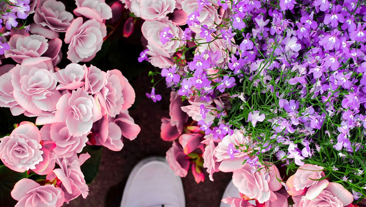 Urna pretium elit mauris cursus Curabitur at elit Vestibulum